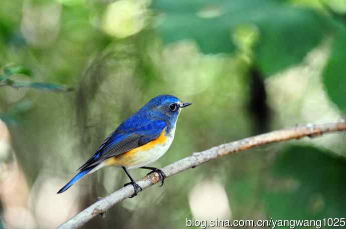 雄性红胁蓝尾鸲（17）