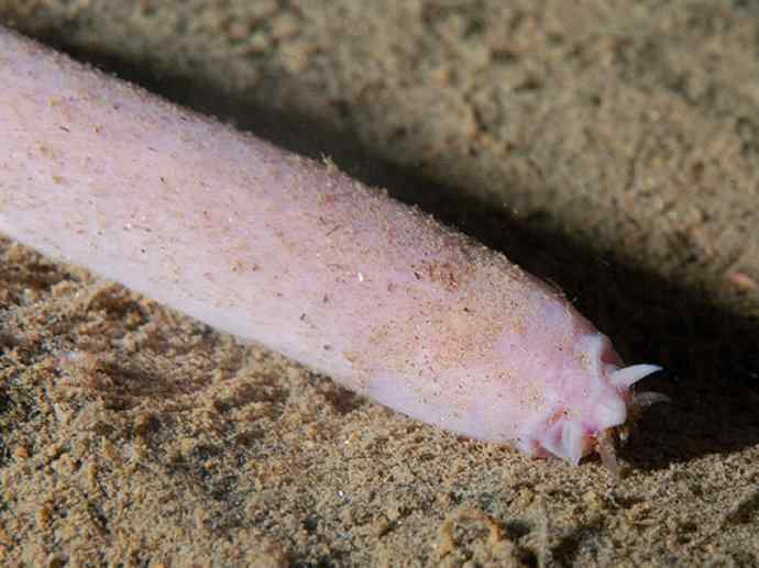 鱼类活化石:盲鳗 鱼类活化石:盲鳗