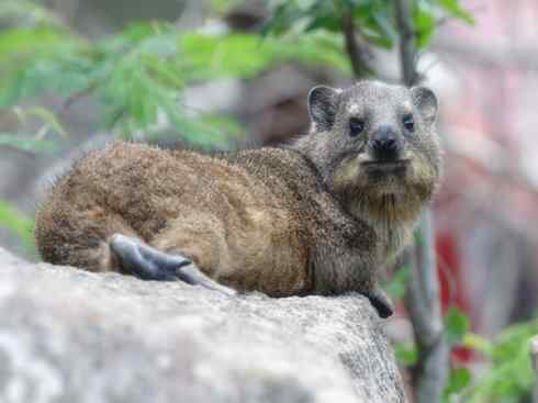 动物世界:山寨还是原创之十 动物世界:山寨还是原创之十