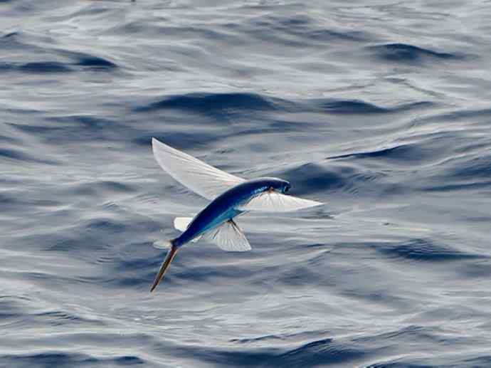 鱼类活化石：齿蝶鱼