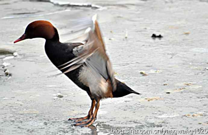 冰上舞蹈（白天鹅、赤麻鸭）