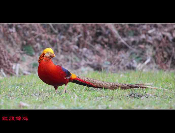 雄雉于秦 wbr下上其音