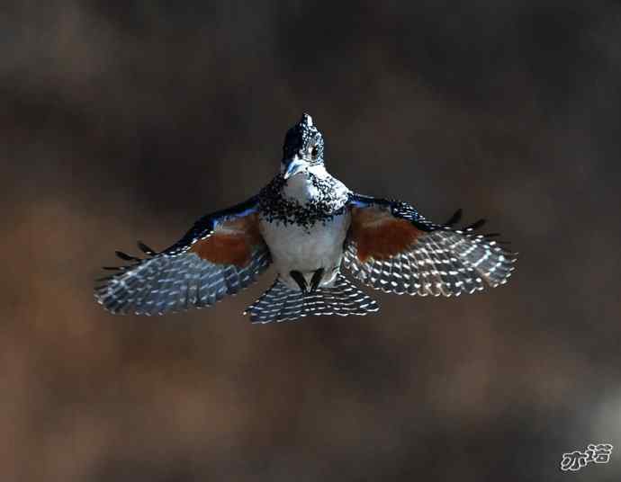 白河峡谷的冠鱼狗