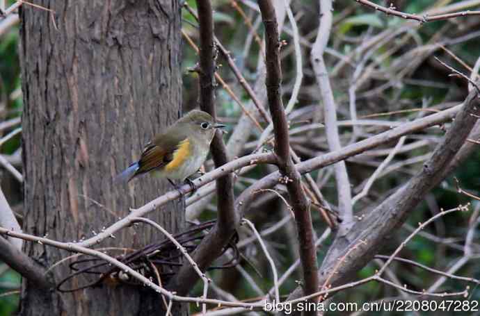 151.圣诞节送上12月份拍新鸟 151.圣诞节送上12月份拍新鸟