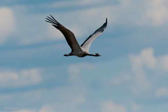 鹤舞秋风劲 蓝天浮云长