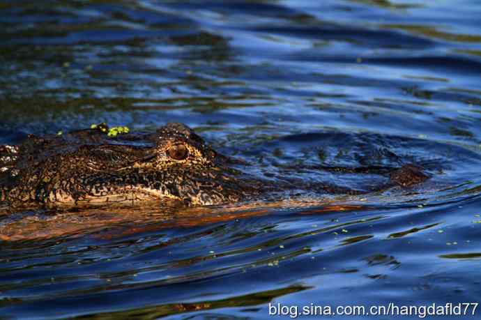 美国短吻鳄 美国短吻鳄