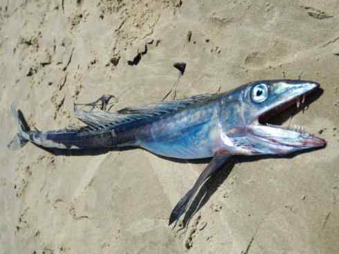 鱼类活化石：帆蜥鱼