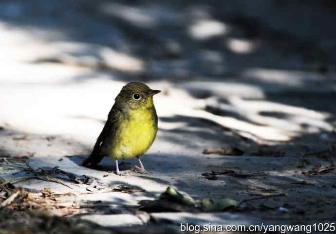雌性绿背姬鶲（1）
