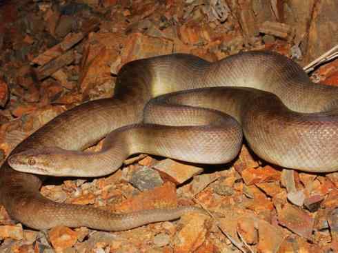 龙：传说的兽原型探秘（树蟒类）