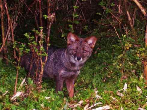 犬科：狐亚科伪狐属之阿根廷狐、山狐、达尔文狐