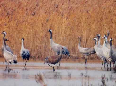 自然奇观：动物大迁徙(鹤类)