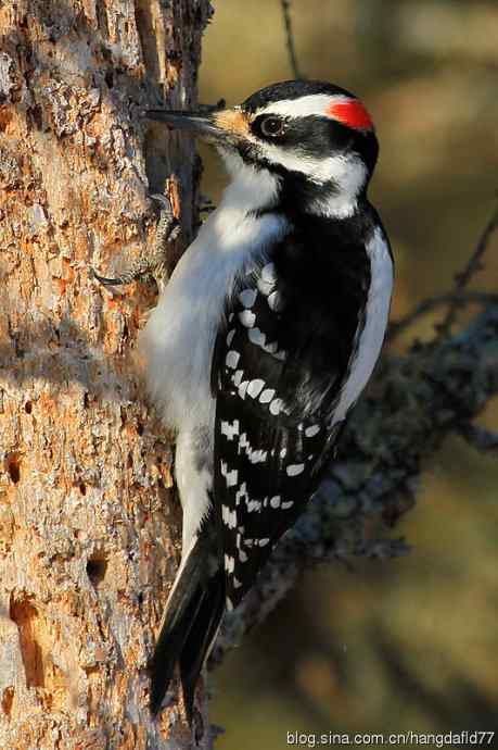 毛发啄木鸟（4）