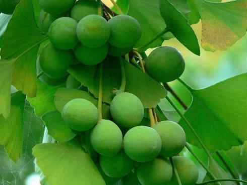 鱼类活化石：矛尾鱼