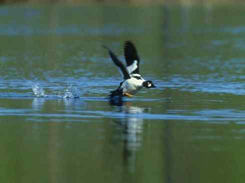 雁鸭之最之七（冠麻鸭、秋沙鸭、鹊鸭）