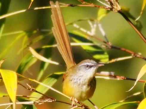 十大鸟类建筑师之四（扇尾莺、缝叶莺）