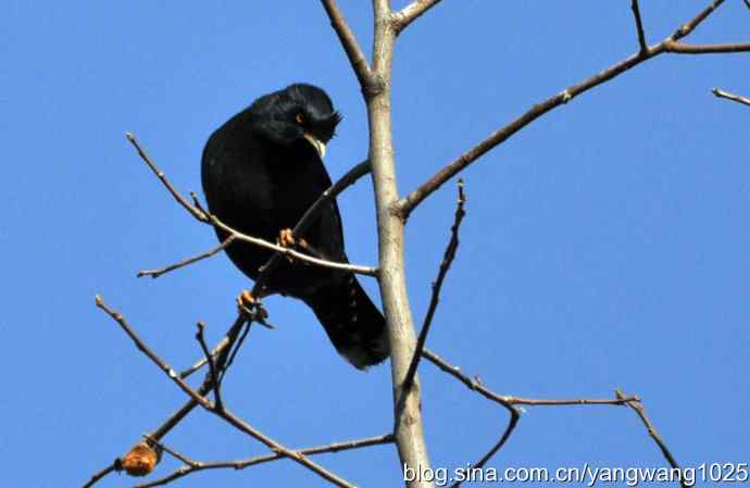 野生鸟(八哥) 野生鸟(八哥)