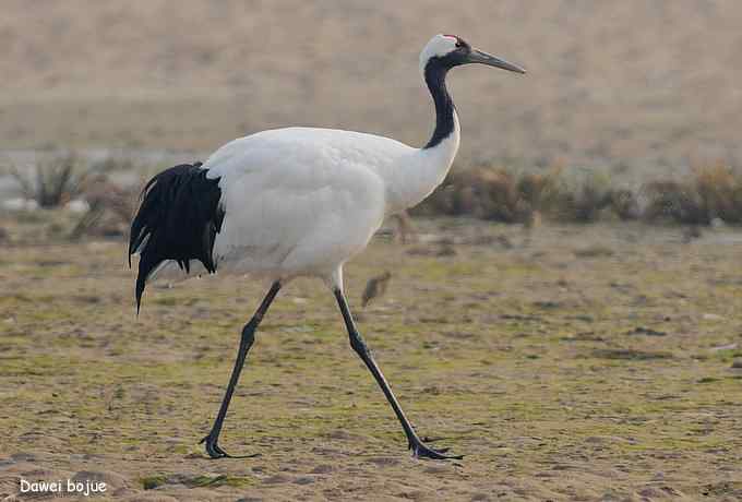 湿地之神：丹顶鹤