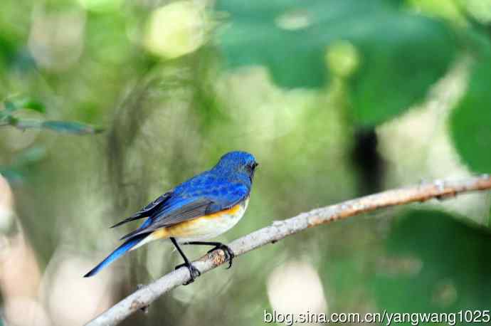 雄性红胁蓝尾鸲（17）