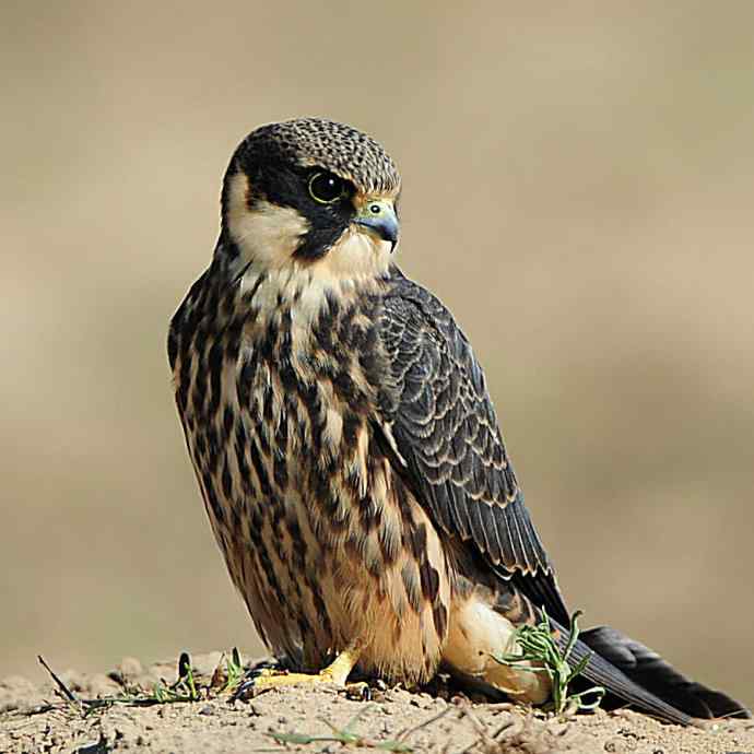 康西草原拍鈥溍外澚憔嗬耄ㄑ圉佬凑妫