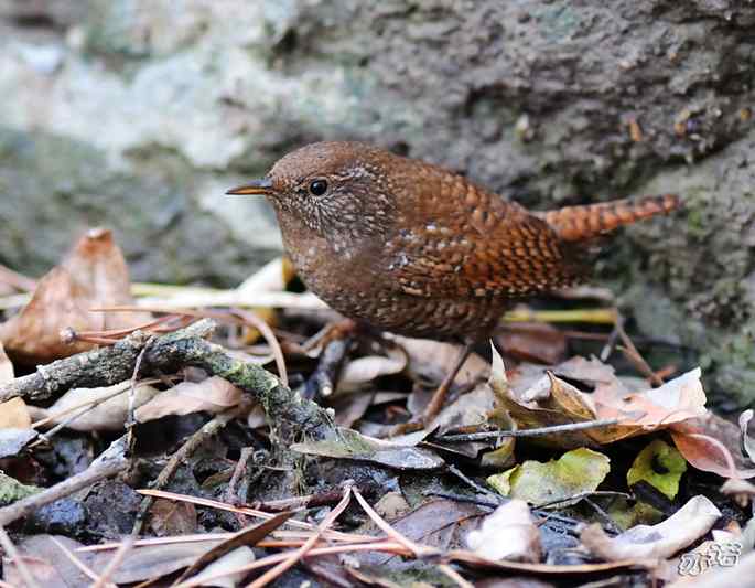 北京植物园&nbsp;wbr路&nbsp;wbr鹪（jiao）鹩（liao）