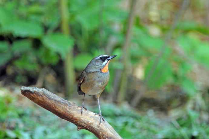 北京天坛公园的鸟类——雄性红喉歌鸲（3）