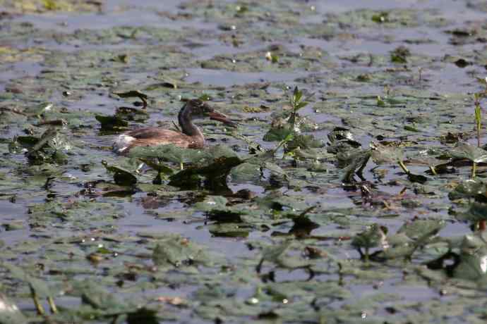 摄鸟拾趣（十七） 小鷉