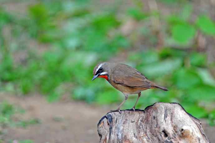 北京天坛公园的鸟类——雄性红喉歌鸲（4）
