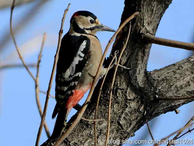 植物园里的大斑啄木鸟