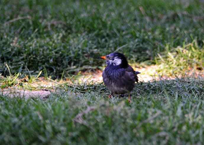 随走随拍（灰椋鸟）