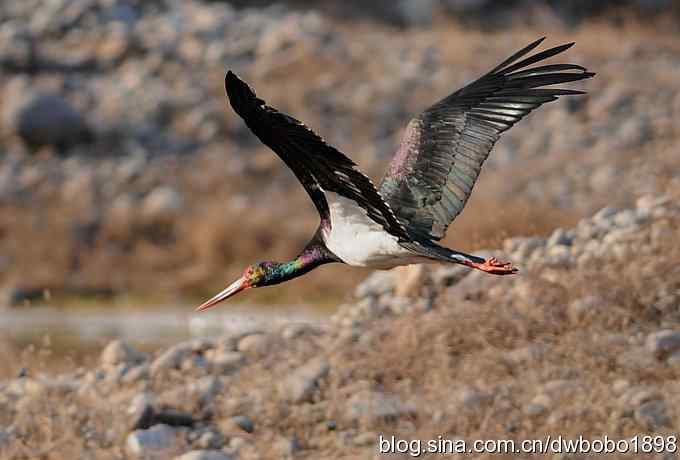 秃鹫和十渡的几只大鸟