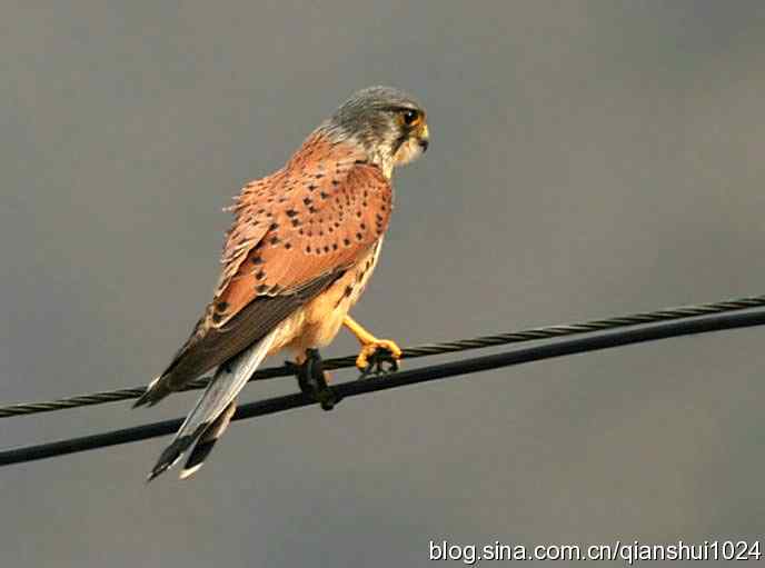 红隼的美味午餐(白河湾)