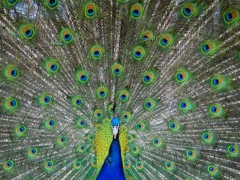 凤凰：传说中的鸟原型探秘（孔雀）