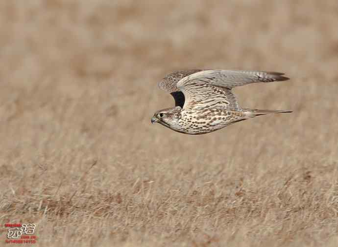 达里湖&nbsp;wbr路&nbsp;wbr猎隼