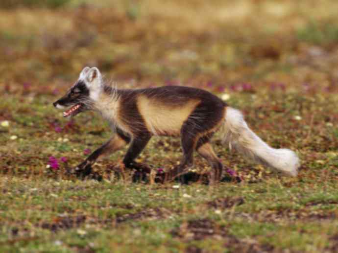 犬科：狐亚科之北极狐（雪鸮、雷鸟）
