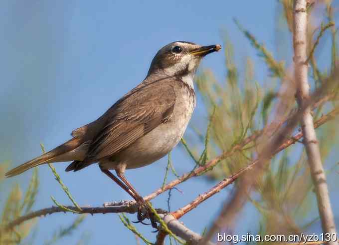 精神抖擞蓝点颏（组图，10张图片）
