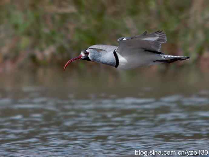 游白河峡谷，观鹮嘴鹬起落飞舞（组图，16张图片）