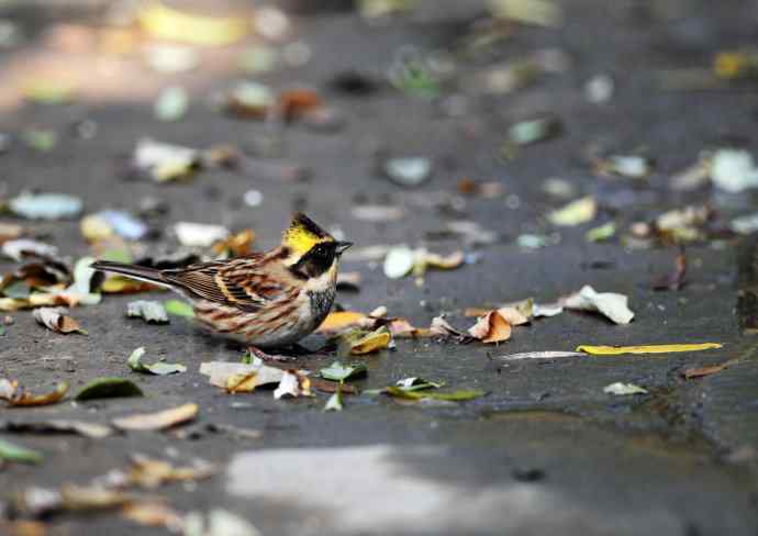 黄喉鹀(1) 黄喉鹀(1)