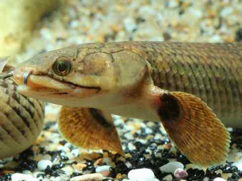 鱼类活化石:多鳍鱼 鱼类活化石:多鳍鱼