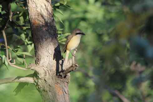 内蒙古鸟类摄影——红尾伯劳