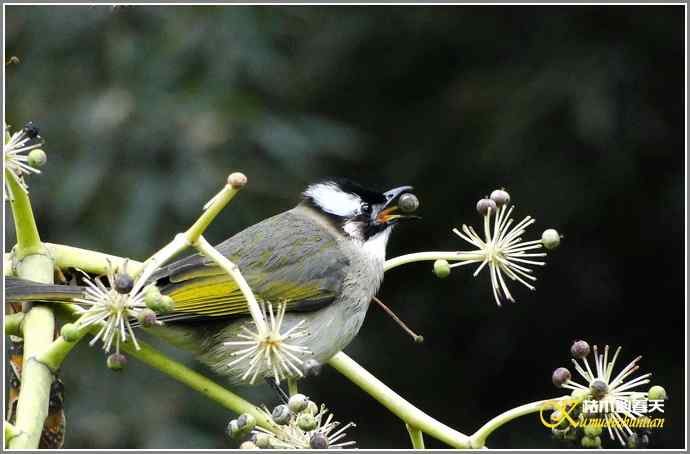 一组鸟片（3月25日）