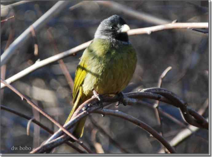 中国特有鸟种-领雀嘴鹎