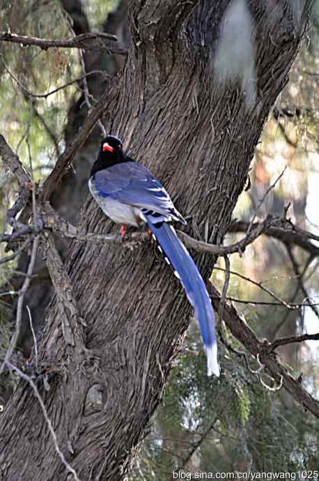 天坛公园的喜鹊