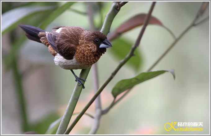 白腰文鸟一组【照片】