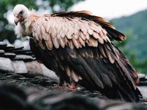 鸟类之最：高山兀鹫