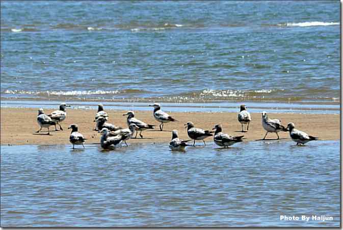 北戴河风光一瞥