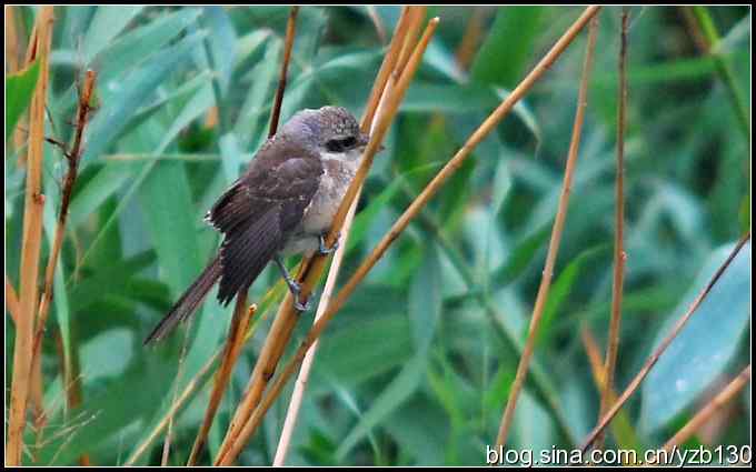乌梁素海——鸟的天堂（4）（组图）