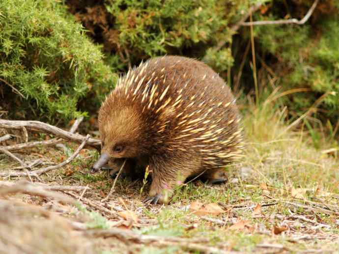 盘点十二大著名食蚁动物：短吻针鼹
