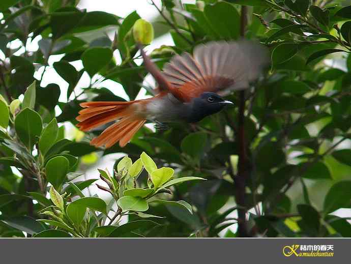 近期记录的杂鸟几片【实拍】