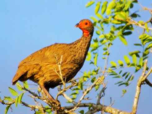 鸟类之最:灰山鹑