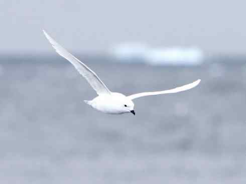 奇特的盔：雪海燕